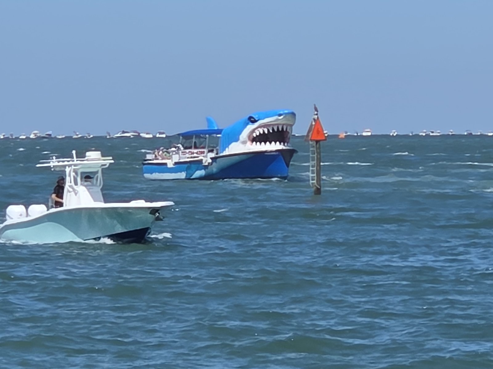 Shark-painted spectator boat out on the water at Clearwater
