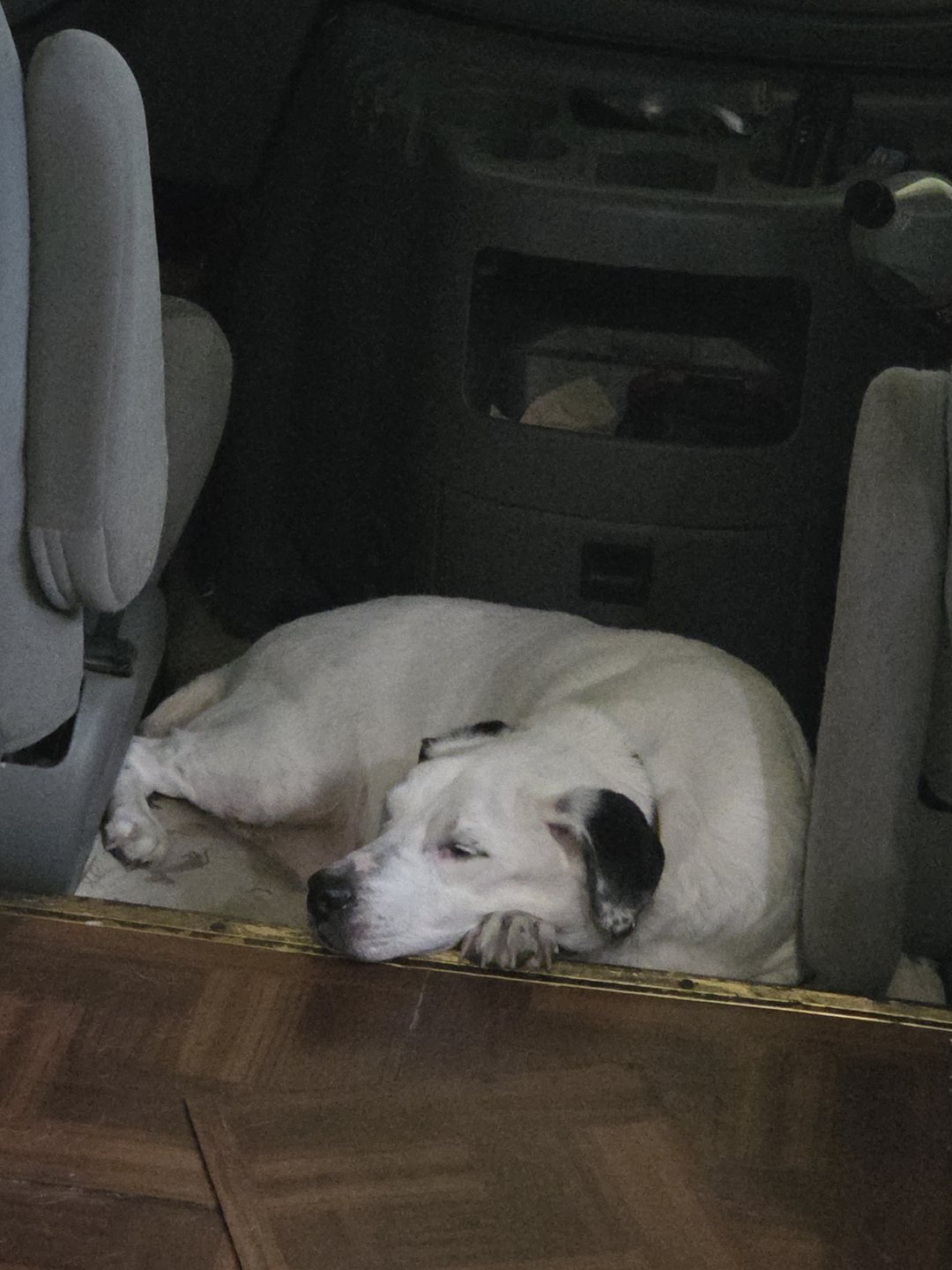 Camp dog asleep on a bed at the campground